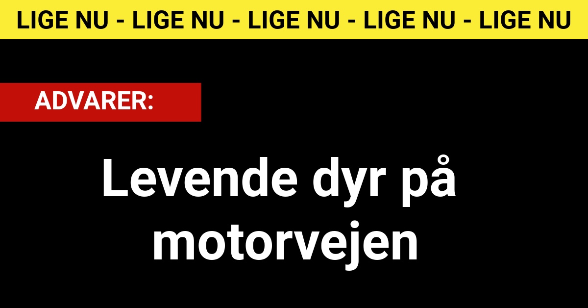 Advarer: Levende dyr på motorvejen