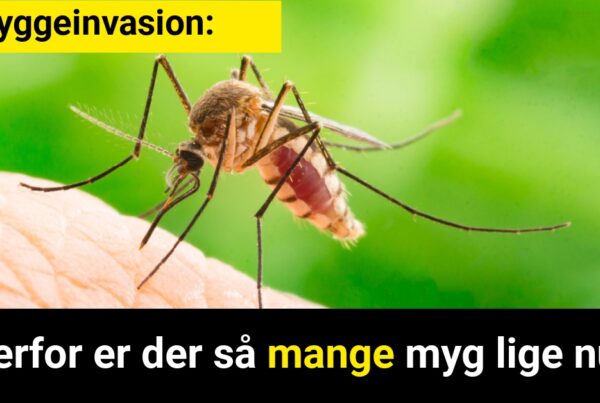 Myggeinvasion: Derfor er der så mange myg lige nu