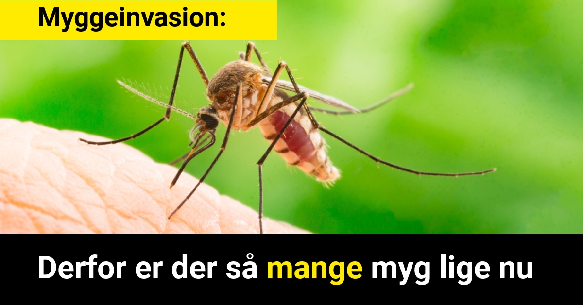 Myggeinvasion: Derfor er der så mange myg lige nu