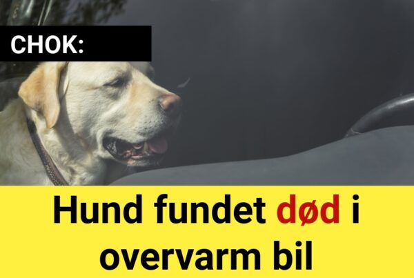 CHOK: Hund fundet død i overvarm bil