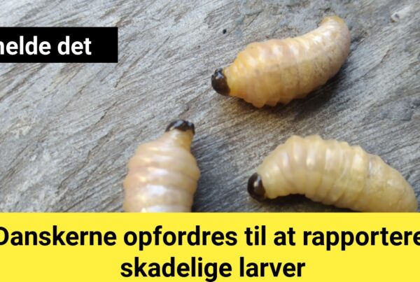 Danskerne opfordres til at rapportere skadelige larver