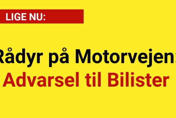 Rådyr på Motorvejen: Advarsel til Bilister