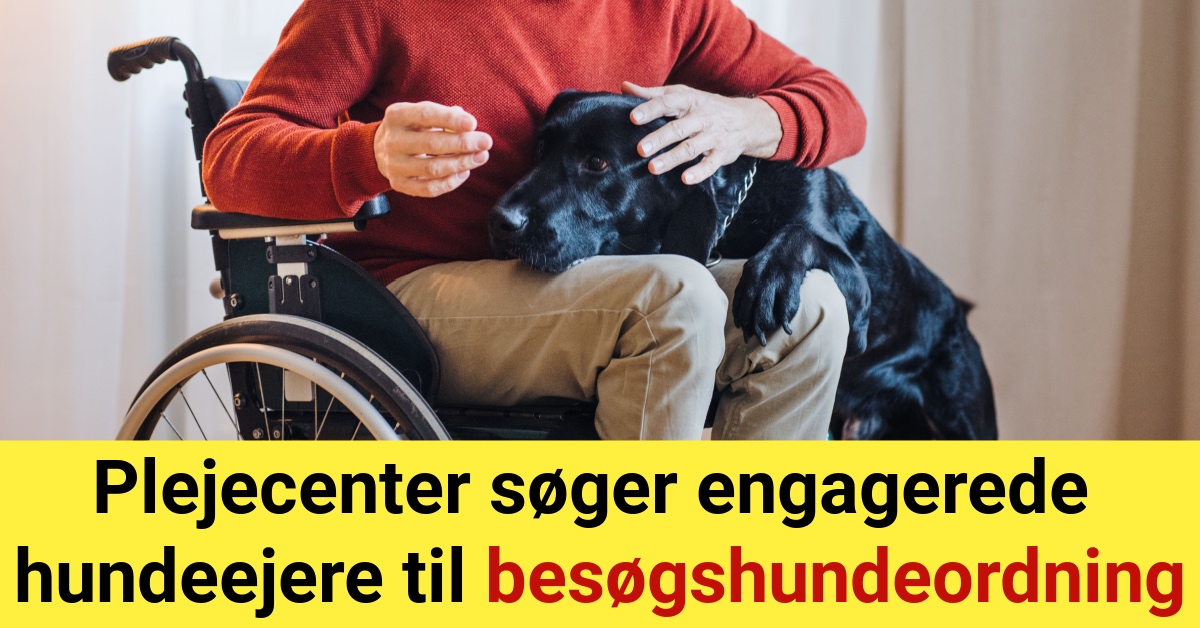 Plejecenter søger engagerede hundeejere til besøgshundeordning