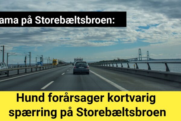 Hund forårsager kortvarig spærring på Storebæltsbroen