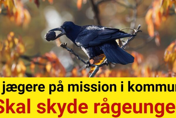 20 jægere på mission i kommune: Skal skyde rågeunger