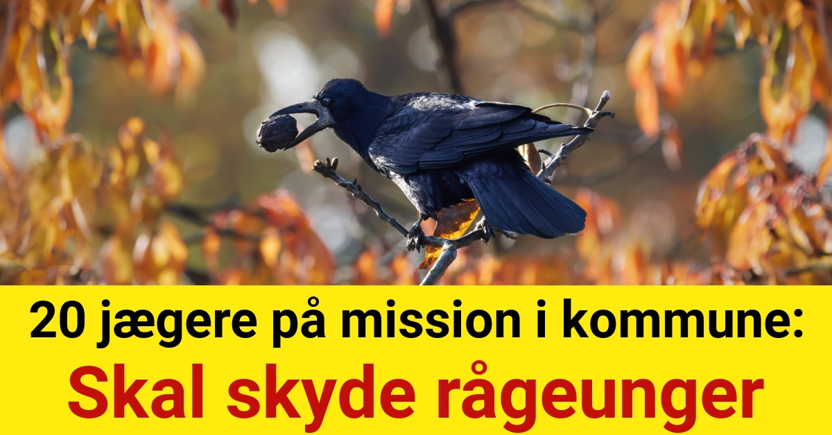 20 jægere på mission i kommune: Skal skyde rågeunger