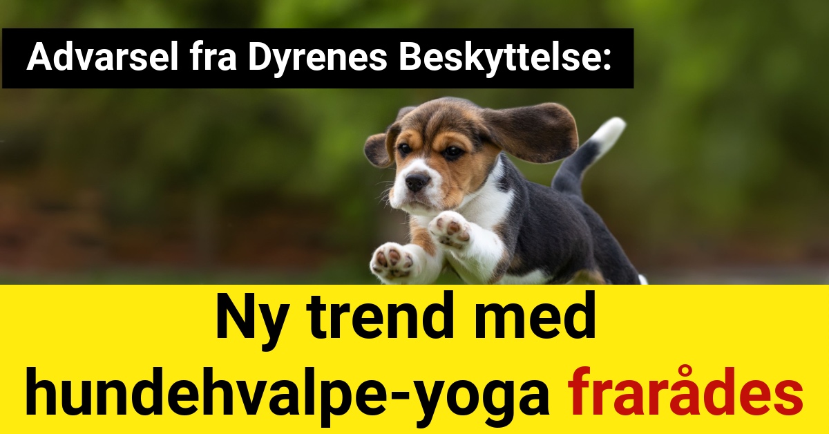 Advarsel fra Dyrenes Beskyttelse: