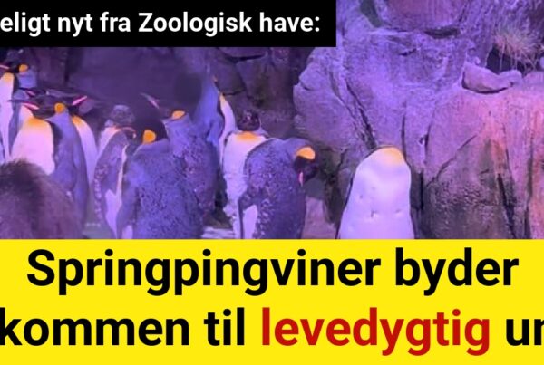 Glædeligt nyt fra Zoologisk have: