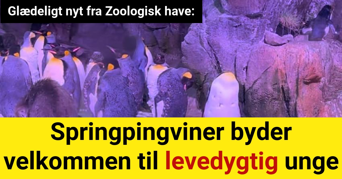 Glædeligt nyt fra Zoologisk have: