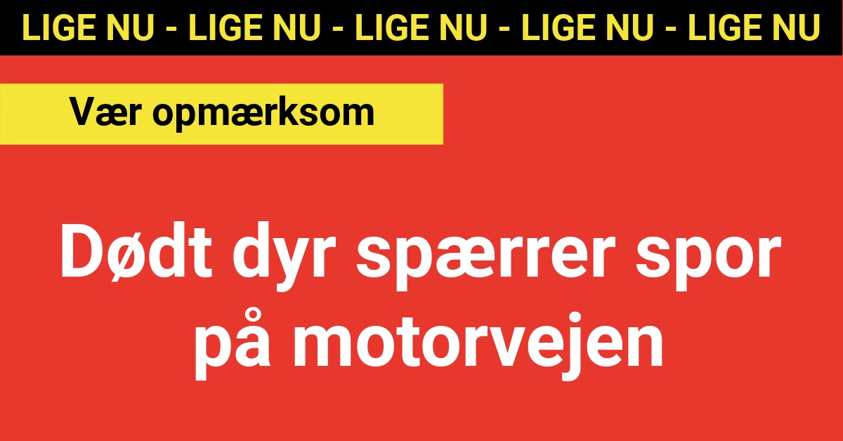 LIGE NU: Dødt dyr spærrer spor på motorvejen