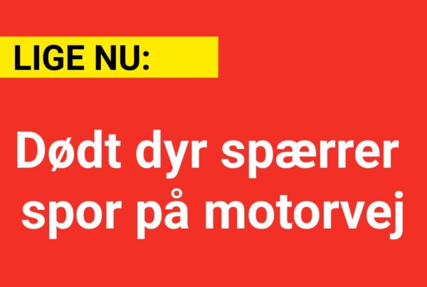 LIGE NU: Dødt dyr spærrer spor på motorvej