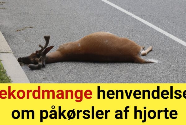 Stigning i påkørsler af hjorte registreret i Danmark
