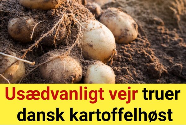 Usædvanligt vejr truer dansk kartoffelhøst