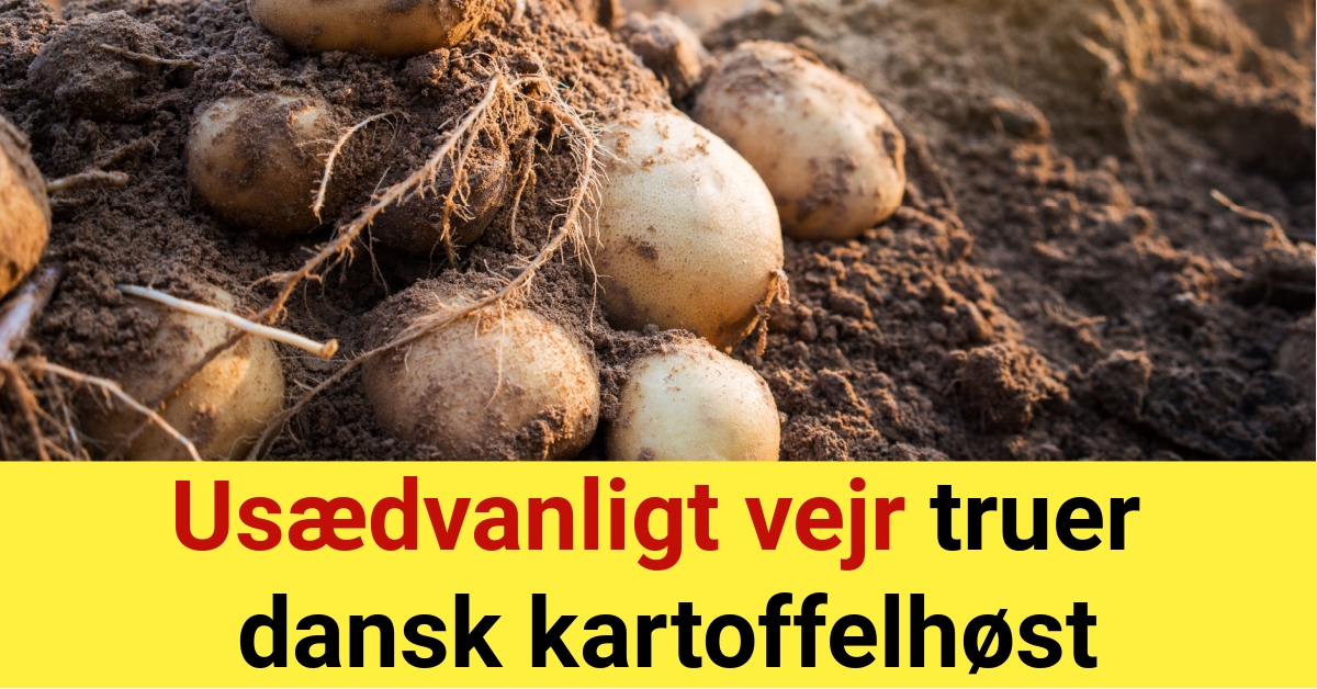 Usædvanligt vejr truer dansk kartoffelhøst
