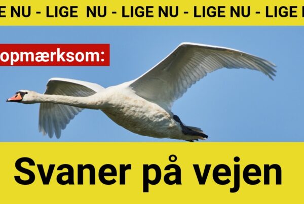 Vær opmærksom: Svaner på vejen