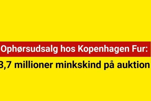 3,7 millioner minkskind på auktion