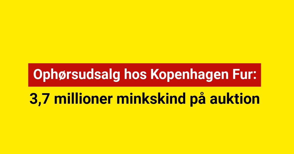 3,7 millioner minkskind på auktion