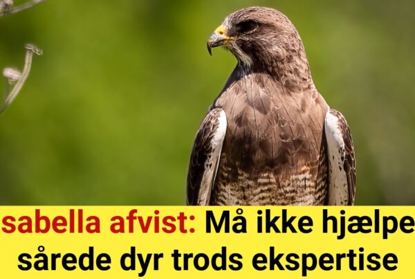 Isabella afvist: Må ikke hjælpe sårede dyr trods ekspertise