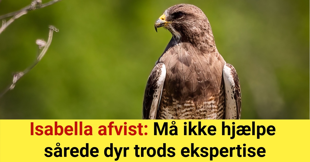 Isabella afvist: Må ikke hjælpe sårede dyr trods ekspertise