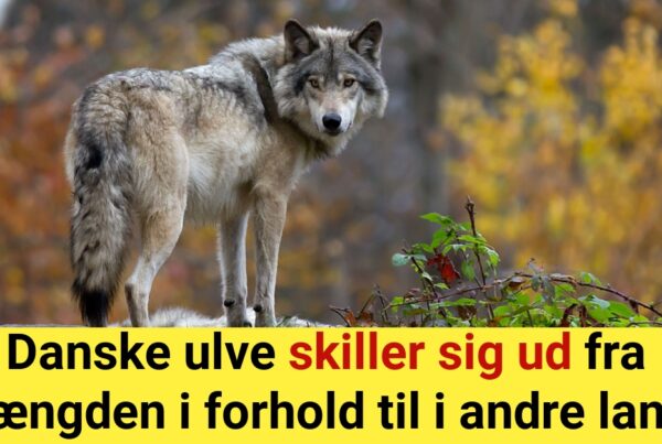 Danske ulve skiller sig ud fra mængden i andre lande