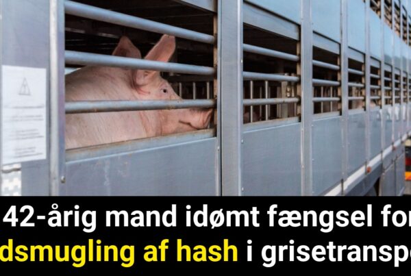42-årig mand idømt fængsel for indsmugling af hash i grisetransport