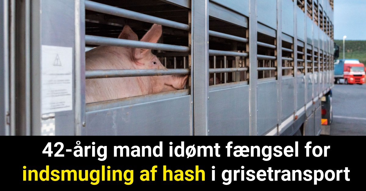 42-årig mand idømt fængsel for indsmugling af hash i grisetransport