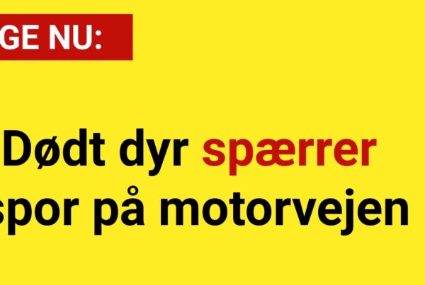 Dødt dyr spærrer spor på motorvejen