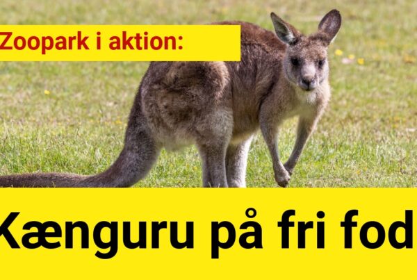 Zoopark i aktion.