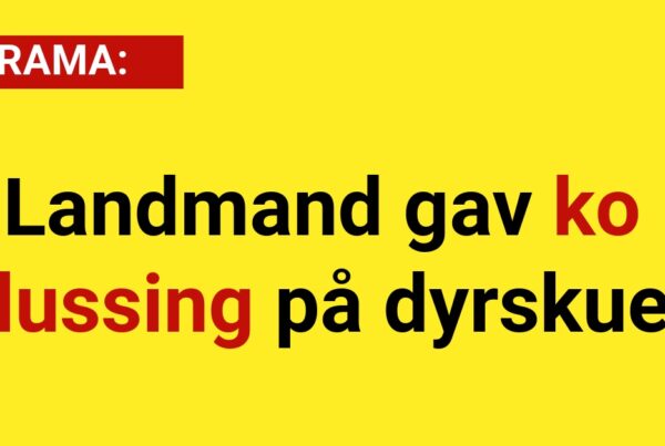 DRAMA: Landmand gav ko lussing på dyrskue