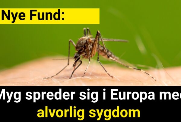 Nye Fund: Myg spreder sig i Europa med alvorlig sygdom
