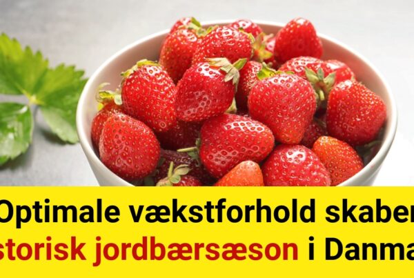 Optimale vækstforhold skaber historisk jordbærsæson i Danmark