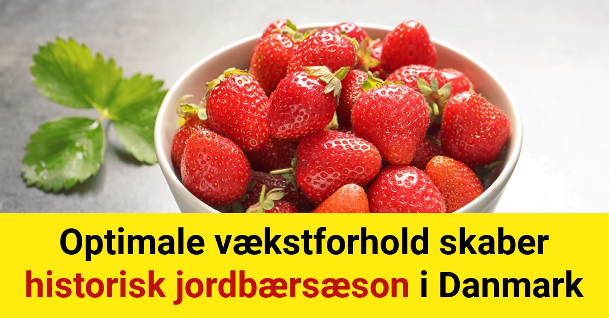 Optimale vækstforhold skaber historisk jordbærsæson i Danmark