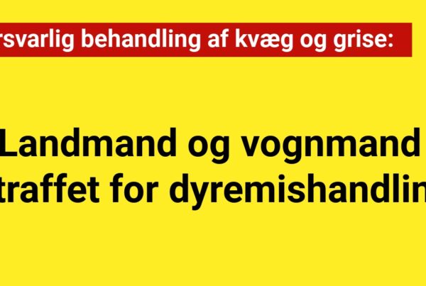 Uforsvarlig behandling af kvæg og grise