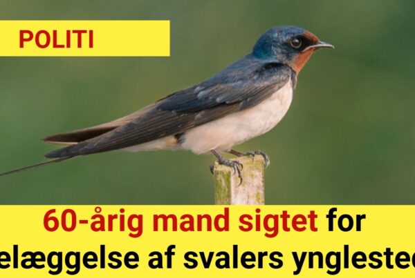 60-årig mand sigtet for ødelæggelse af svalers ynglesteder
