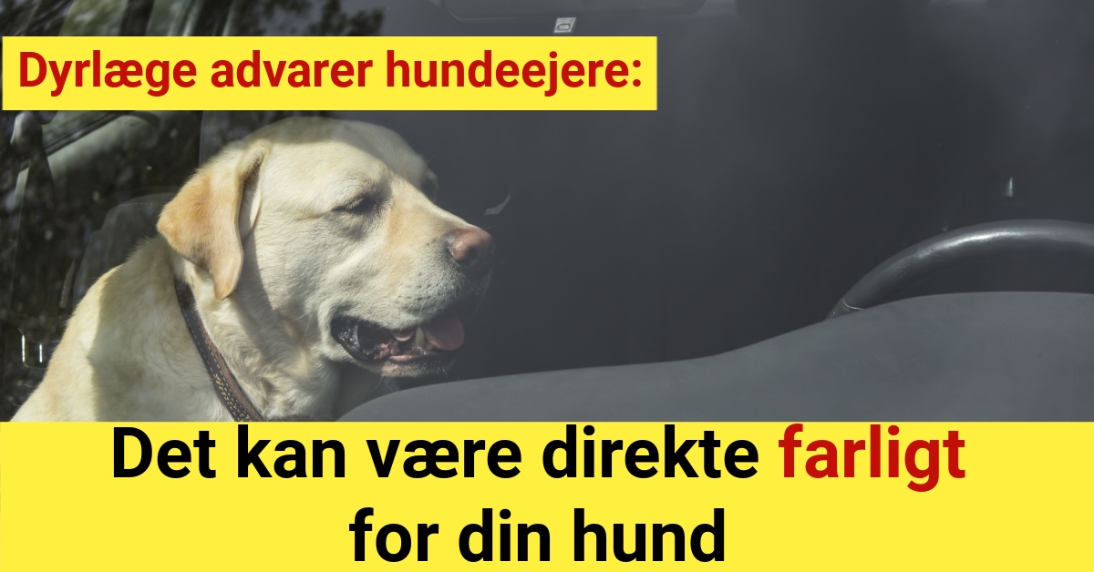 Dyrlæge advarer hundeejere: Det kan være direkte farligt for din hund