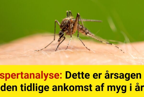 Ekspertanalyse: Dette er årsagen til den tidlige ankomst af myg i år