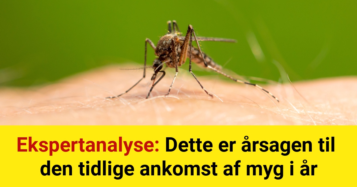 Ekspertanalyse: Dette er årsagen til den tidlige ankomst af myg i år