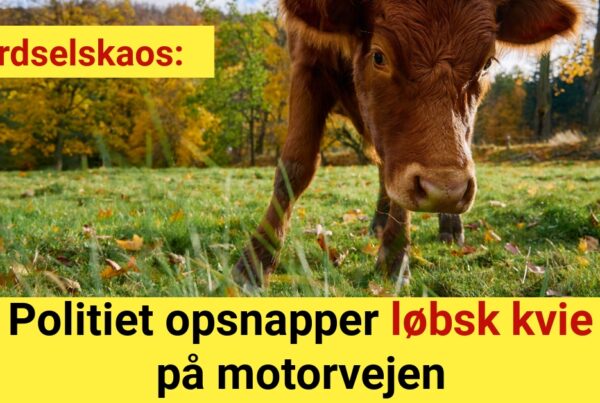 Færdselskaos: Politiet opsnapper løbsk kvie på motorvejen
