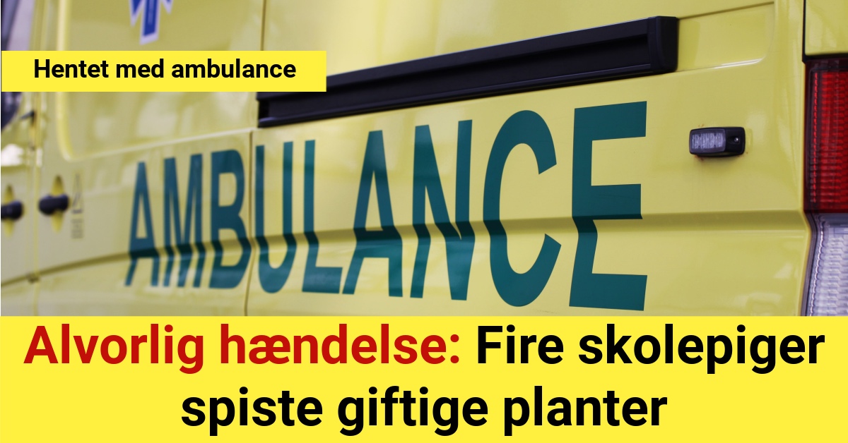 Alvorlig hændelse: Fire skolepige spiste giftige planter - hentet med ambulance