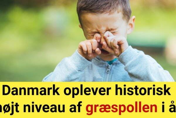 Danmark oplever historisk højt niveau af græspollen i år