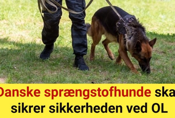 Danske sprængstofhunde skal sikrer sikkerheden ved OL