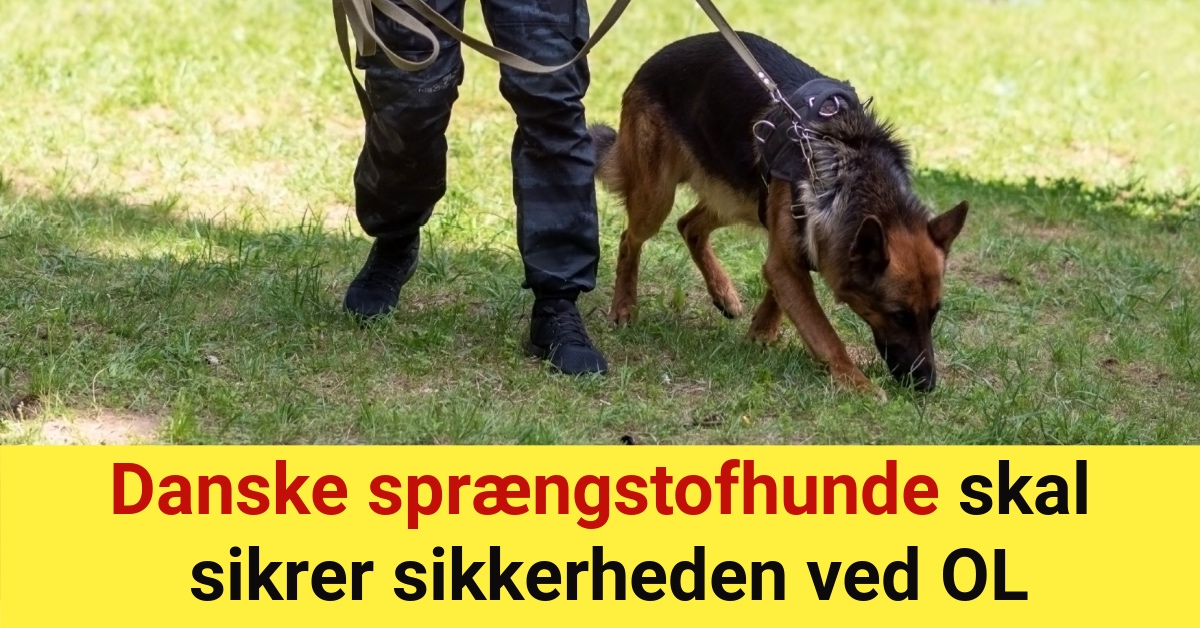 Danske sprængstofhunde skal sikrer sikkerheden ved OL