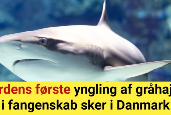 Verdens første yngling af gråhajer i fangenskab sker i Danmark