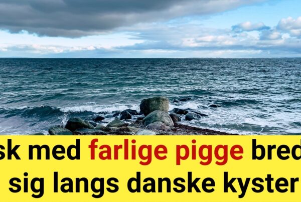 Fisk med farlige pigge breder sig langs danske kyster