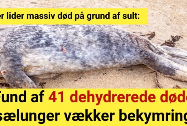 Sæler lider massiv død på grund af sult