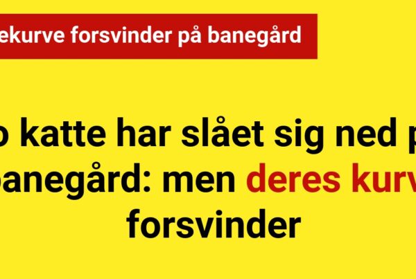 To katte har slået sig ned på banegård: men deres kurve forsvinder