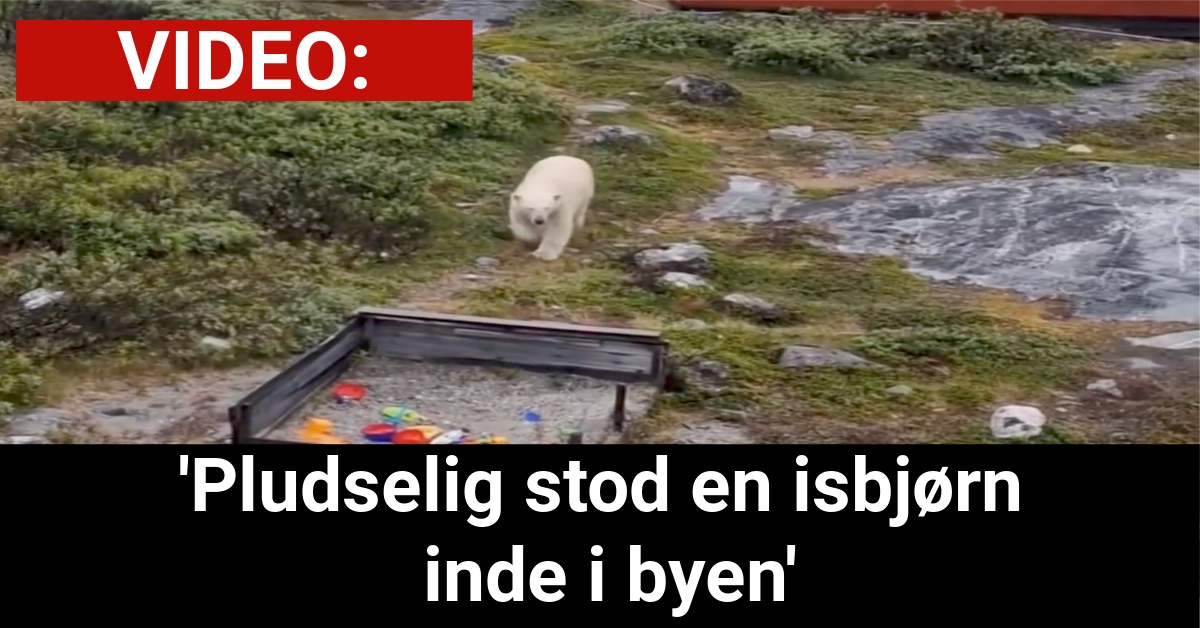 VIDEO: 'Pludselig stod en isbjørn inde i byen'