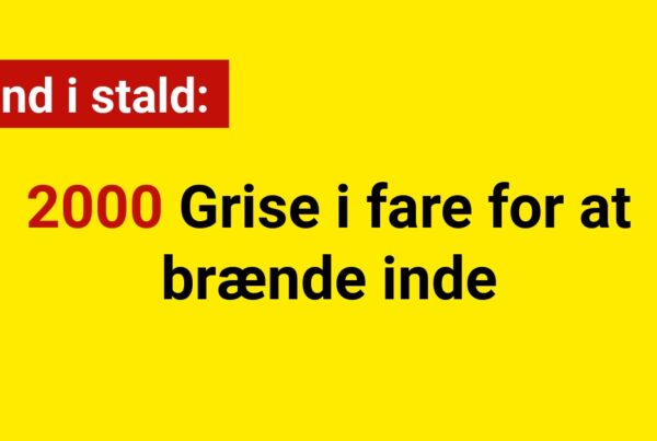 Brand i stald: 2000 Grise i fare for at brænde inde