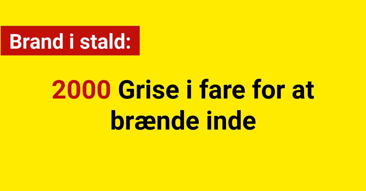 Brand i stald: 2000 Grise i fare for at brænde inde