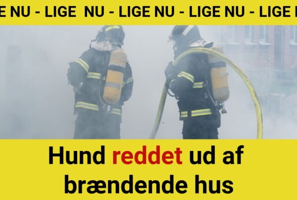Hund reddet ud af brændende hus